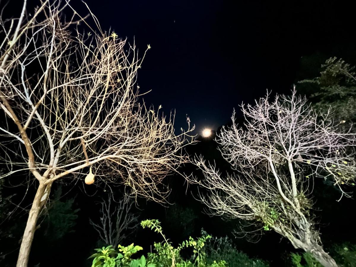 The Asgard Kasauli Bed & Breakfast Ngoại thất bức ảnh